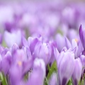 Frühlings-Krokus (Crocus vernus ssp.)